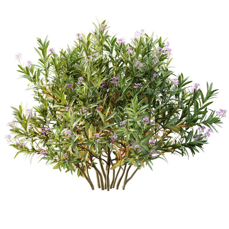 ntal bushes are ideal for Mediterranean-style gardens, urban landscaping, or natural architectural visualizations. - Image 1