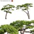 Pinus taiwanensis – Taiwan red pine – Pine 07 - Thumbnail 1