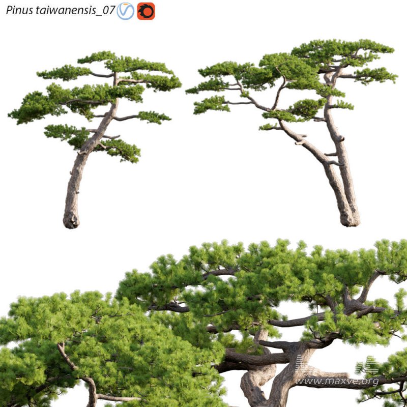 Pinus taiwanensis – Taiwan red pine – Pine 07 - Image 1