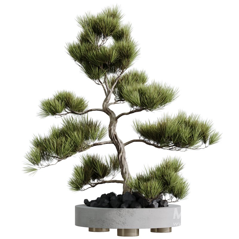 AV Indoor Plants Set 246 Ficus Braid and Beech Olea and Bonsai Pinus and Spineless Yucca and Olive - Image 3