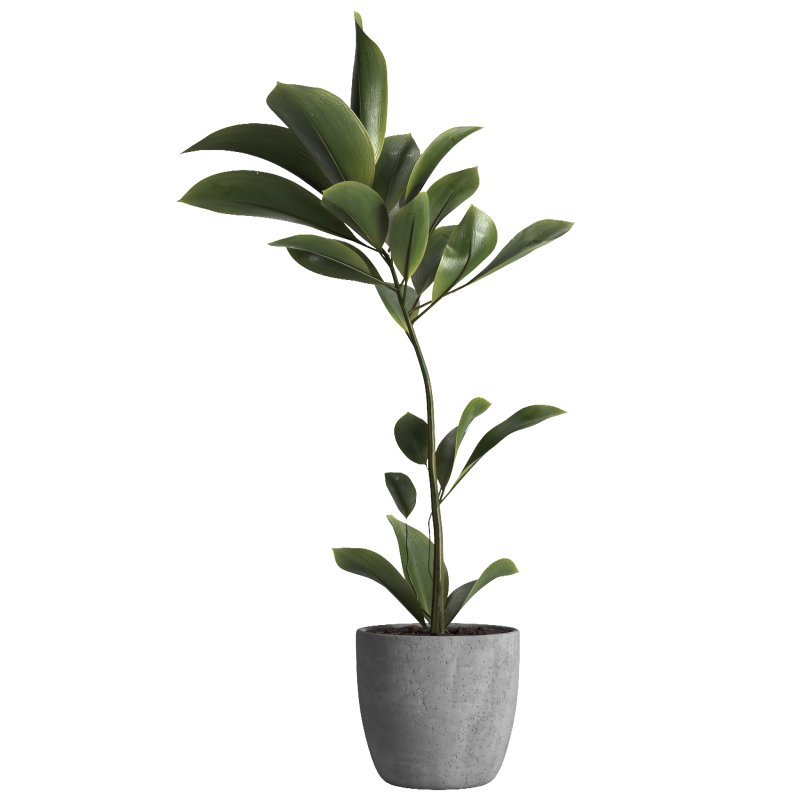 indoor plant 023 - Image 3