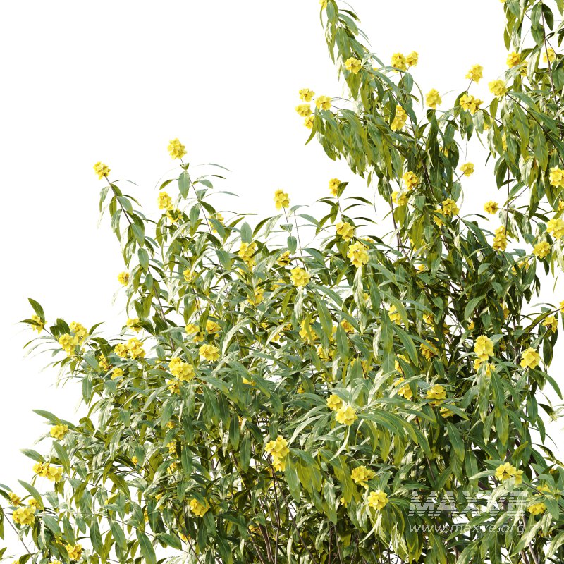 Water Gum Tree 01 - Image 6