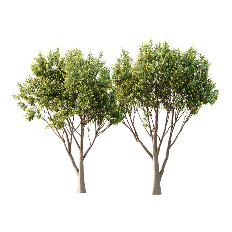 Water Gum Tree 03 - Image 3