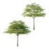 Acer Pseudoplatanus Tree 06 - Thumbnail 2