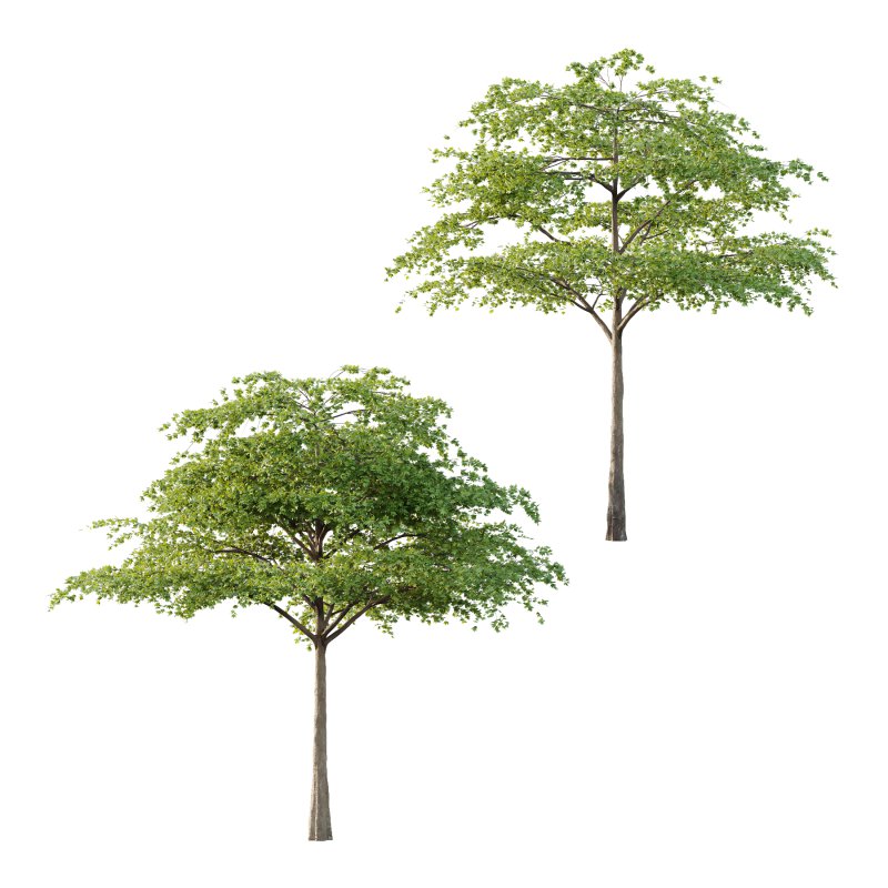 Acer Pseudoplatanus Tree 06 - Image 2