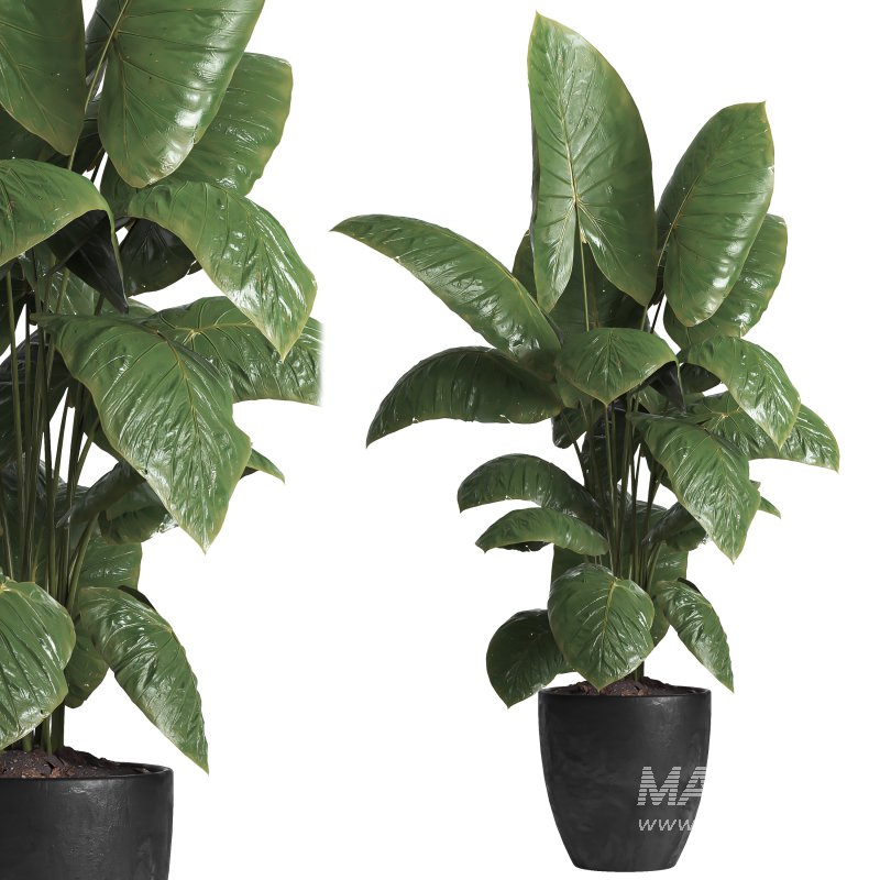 indoor plant 037 - Image 1