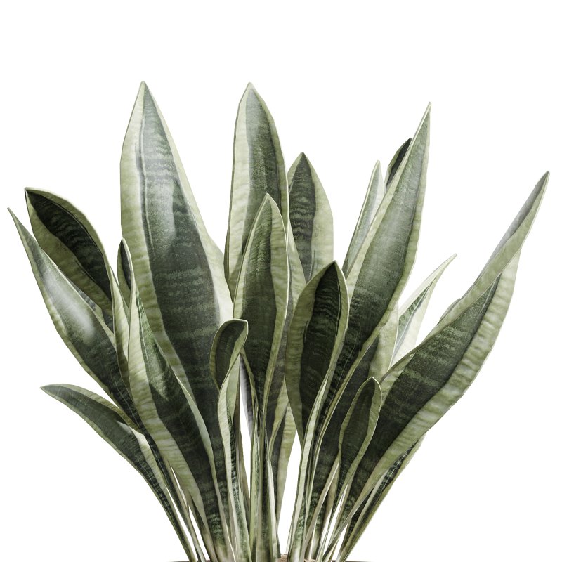 AV Indoor Plants Set 241 Olive Palm Bird Of Paradise Sansevieria Ficus Fig - Image 5