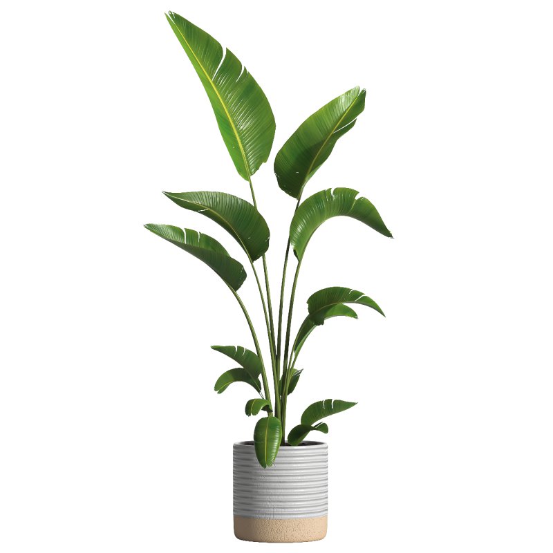 indoor plant 032 - Image 1