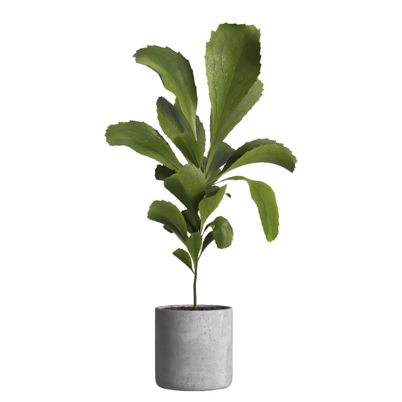 indoor plant 024 - Image 2