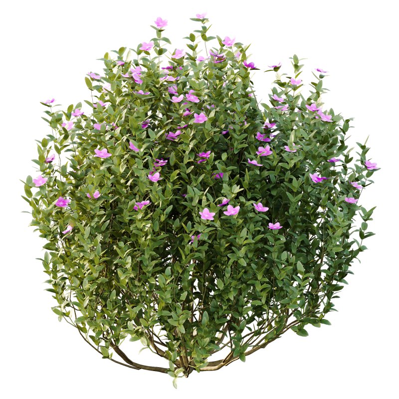 Different bush 13 - Image 6