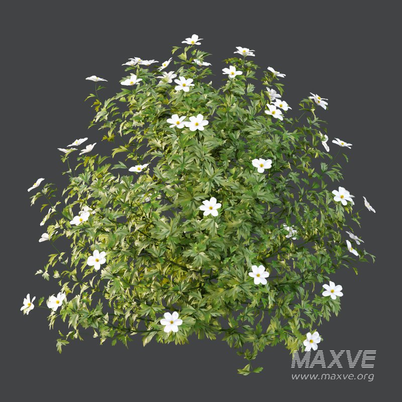 Different bush 15 - Image 4