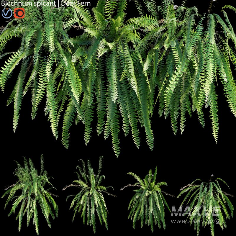 Blechnum spicant – Deer Fern – 01 - Image 1