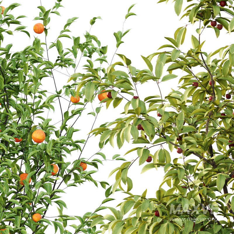 Prunus pseudocerasus Diospyros Kaki Fruit Tree 02 - Image 3