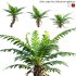Silver Lady Fern – Blechnum gibbum – 02 - Thumbnail 1