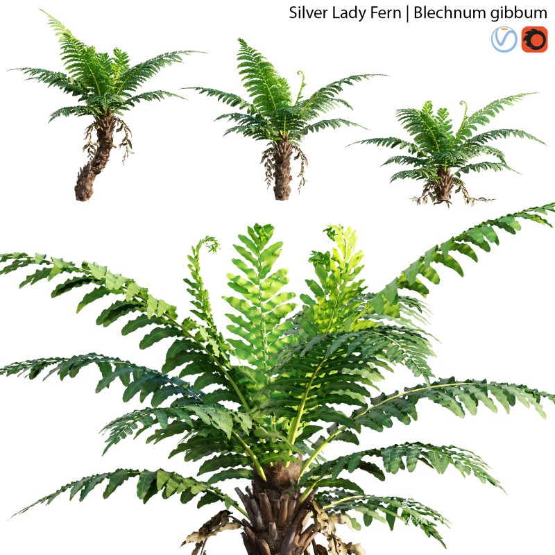 Silver Lady Fern – Blechnum gibbum – 02 - Image 1