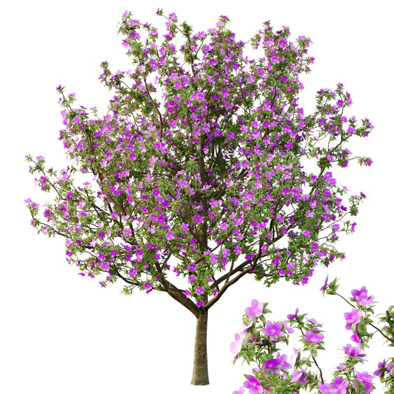 Different Trees 02 - Image 4