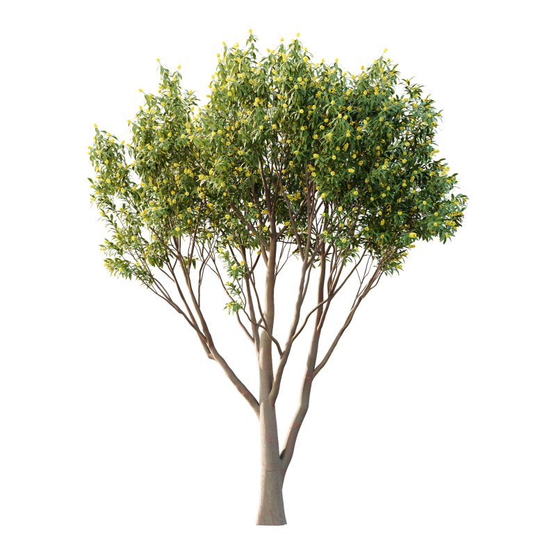 Water Gum Tree 03 - Image 1