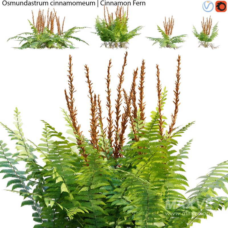 Osmundastrum cinnamomeum – Cinnamon Fern – 01 - Image 1