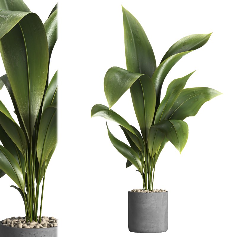 indoor plant 027 - Image 2