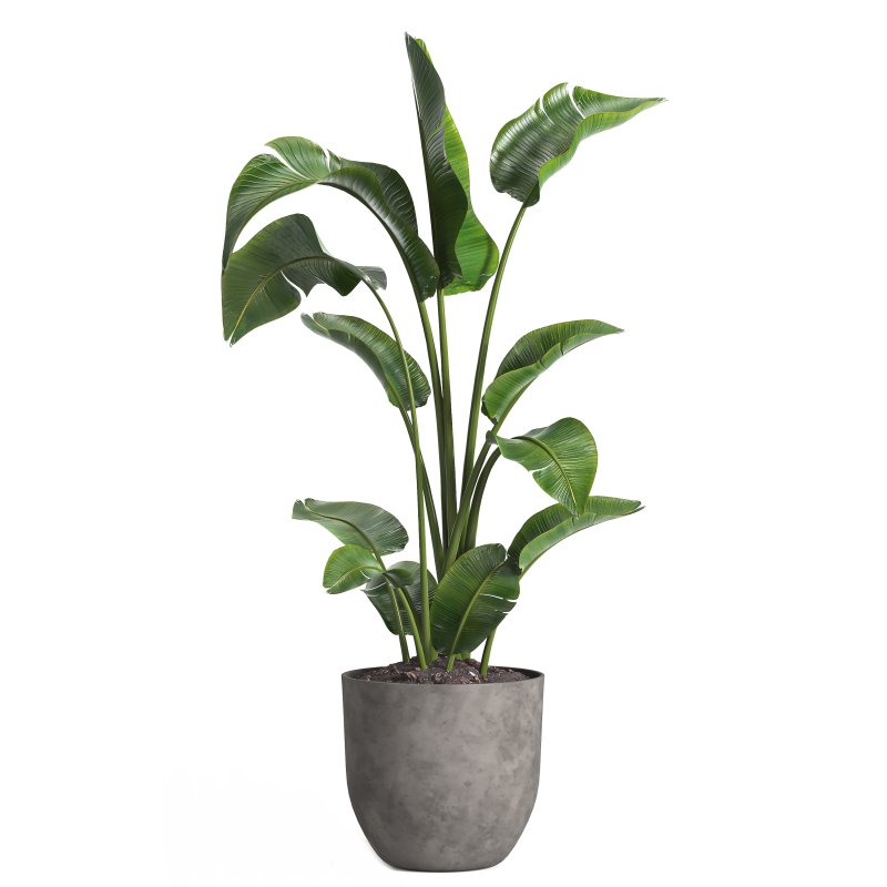 indoor plant 09 - Image 2