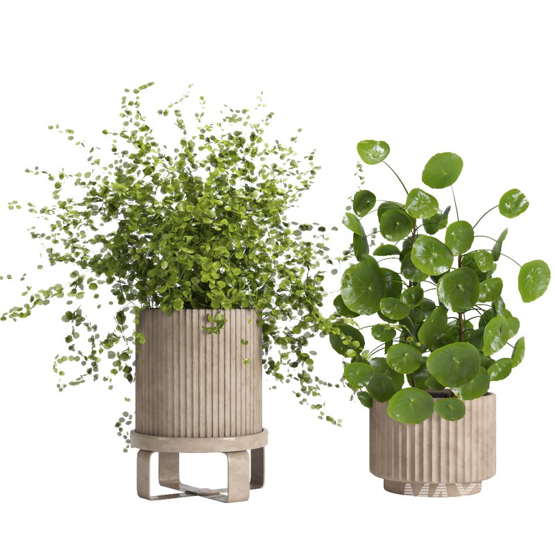 Indoor plant 011 - Image 1