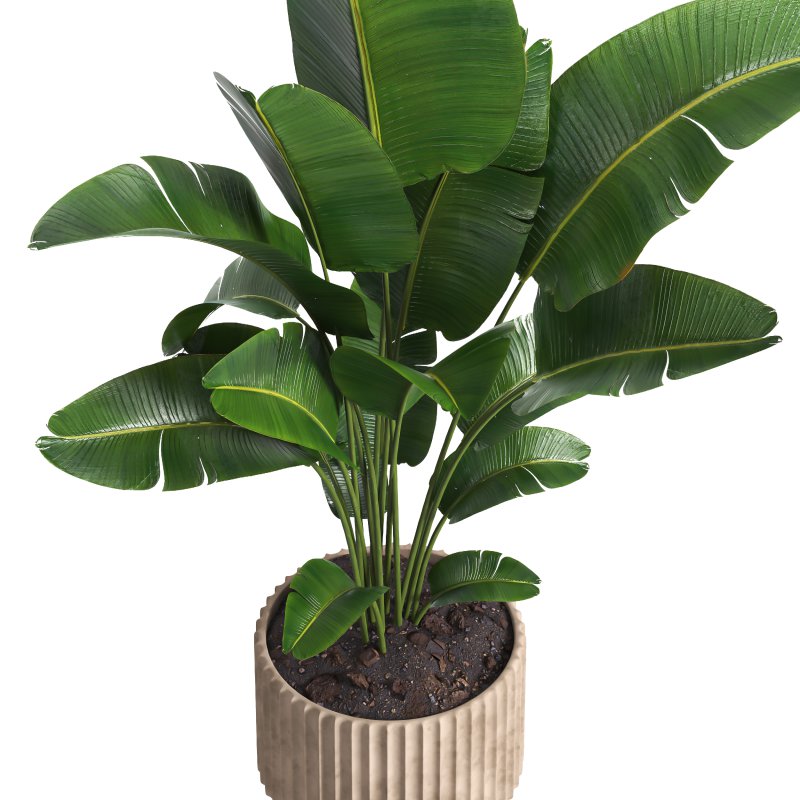 Indoor plant 017 - Image 4