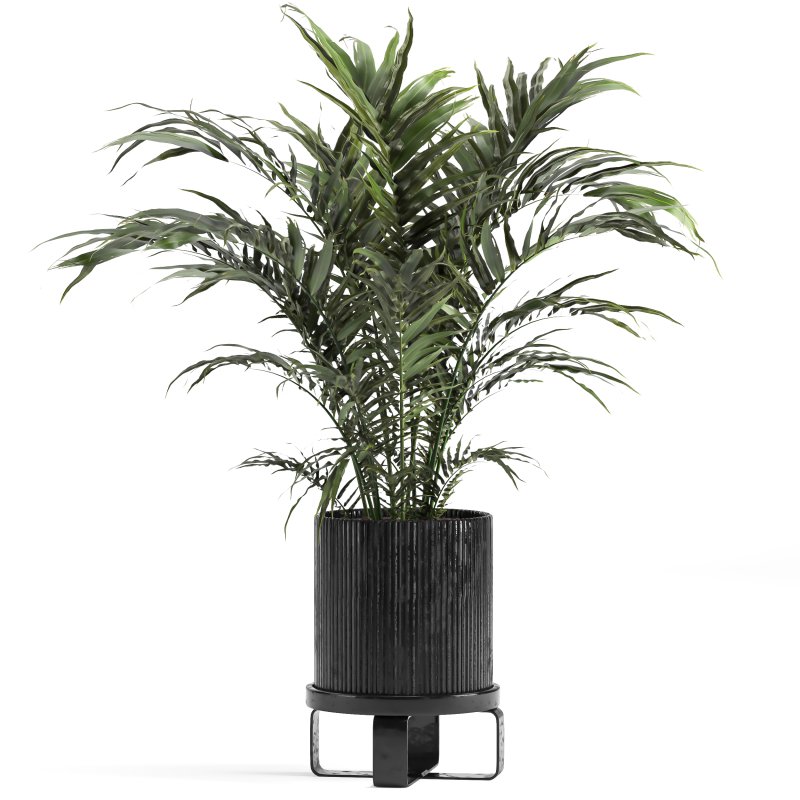 indoor Collection plant 018 - Image 2