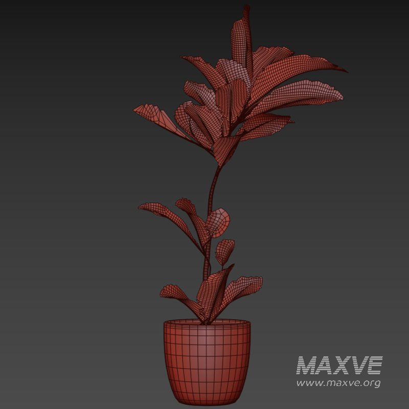 indoor plant 023 - Image 5