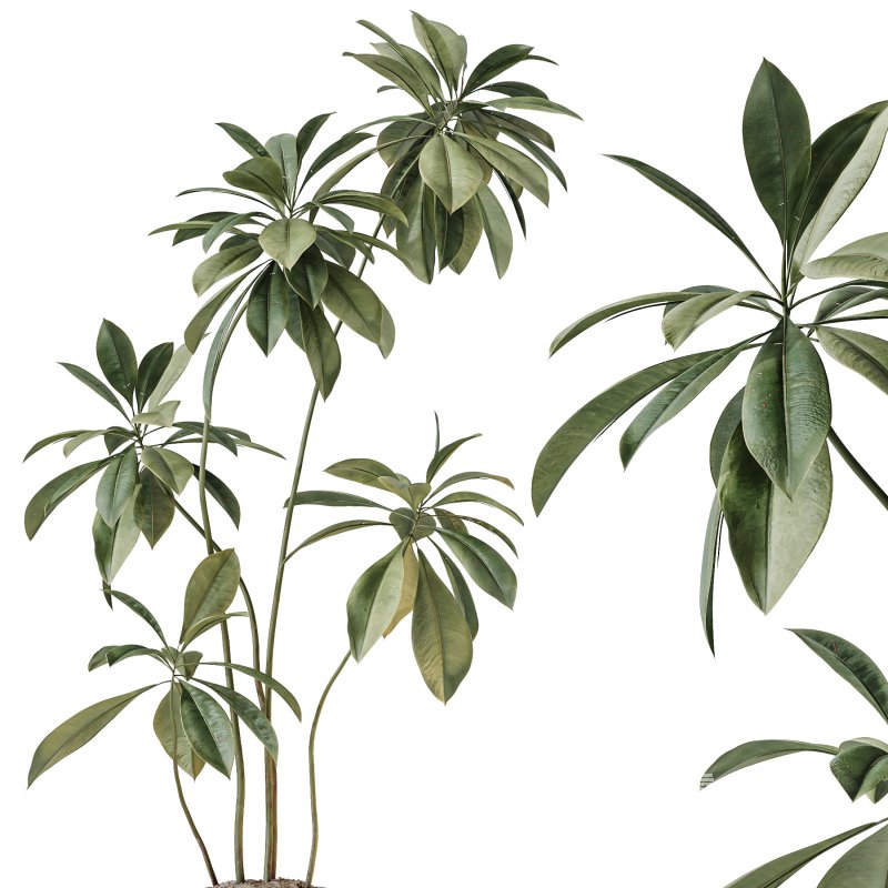 AV Indoor Plants Set 241 Olive Palm Bird Of Paradise Sansevieria Ficus Fig - Image 2