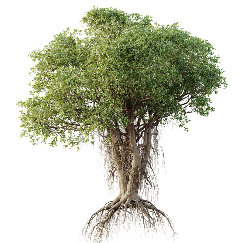 AV Plants Mangrove Gray Avicennia Marina02 - Image 1