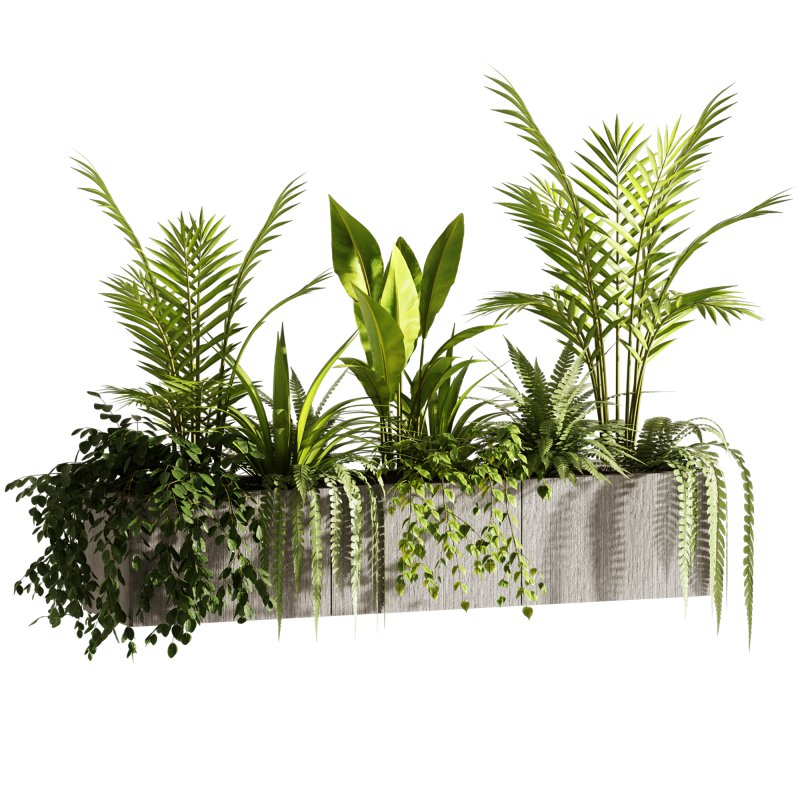 Indoor plants- Hanging Plants in Box- set177 - Image 6