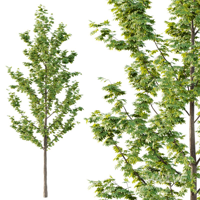 Acer Pseudoplatanus Tree 03 - Image 5