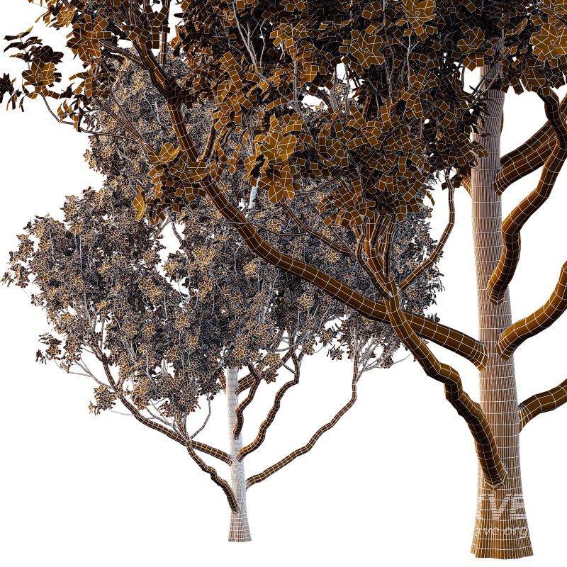 Different Trees 03 - Image 2