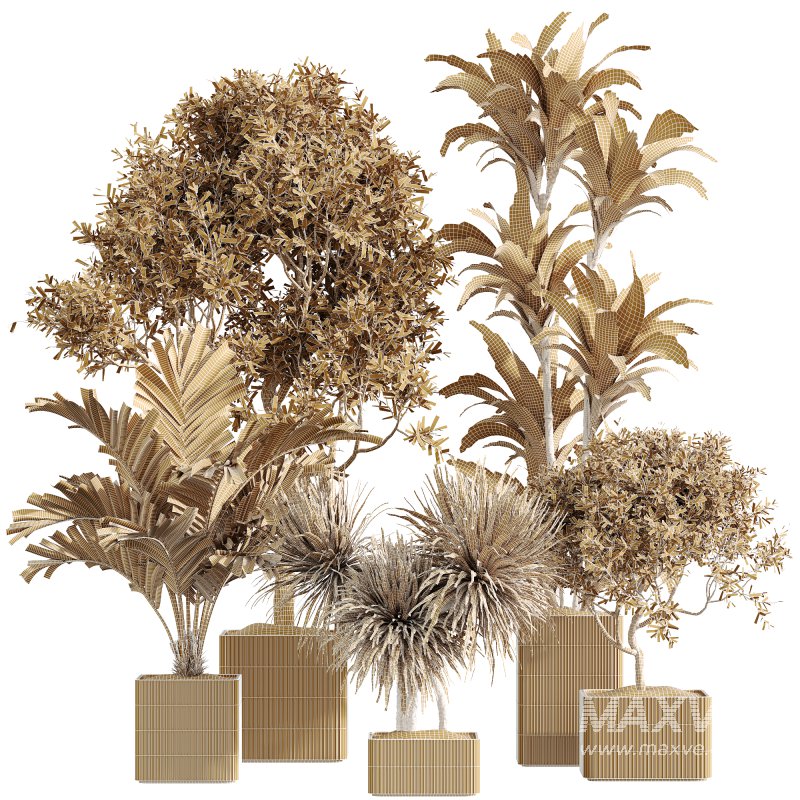 AV Indoor Plants Set 239 Mission Chemlali Olive Spineless Palm Lemon Cane Paradise - Image 5