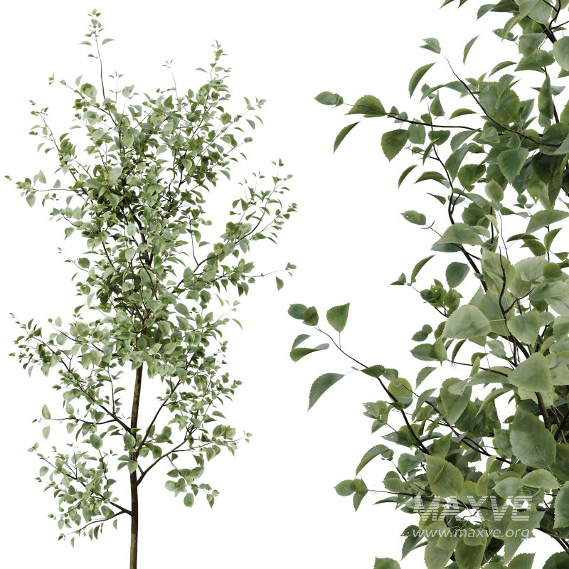 AV Indoor Plants Set 246 Ficus Braid and Beech Olea and Bonsai Pinus and Spineless Yucca and Olive - Image 1