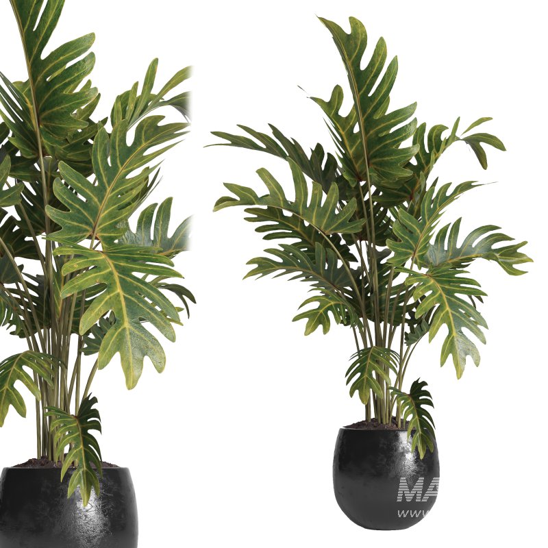 indoor plant 036 - Image 1