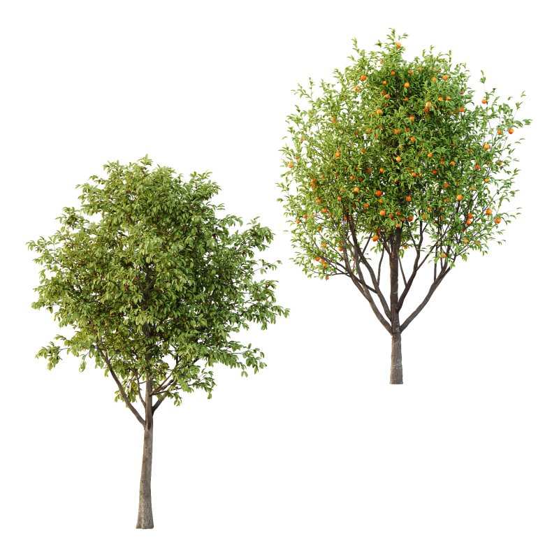 Prunus pseudocerasus Diospyros Kaki Fruit Tree 02 - Image 4