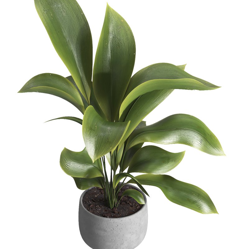 indoor plant 022 - Image 3