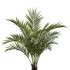 AV Indoor Plants Set 241 Olive Palm Bird Of Paradise Sansevieria Ficus Fig - Thumbnail 3