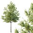 Acer Pseudoplatanus Tree 01 - Thumbnail 4