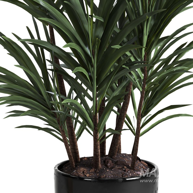 indoor plant 019 - Image 3