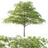 Acer Pseudoplatanus Tree 05 - Thumbnail 4