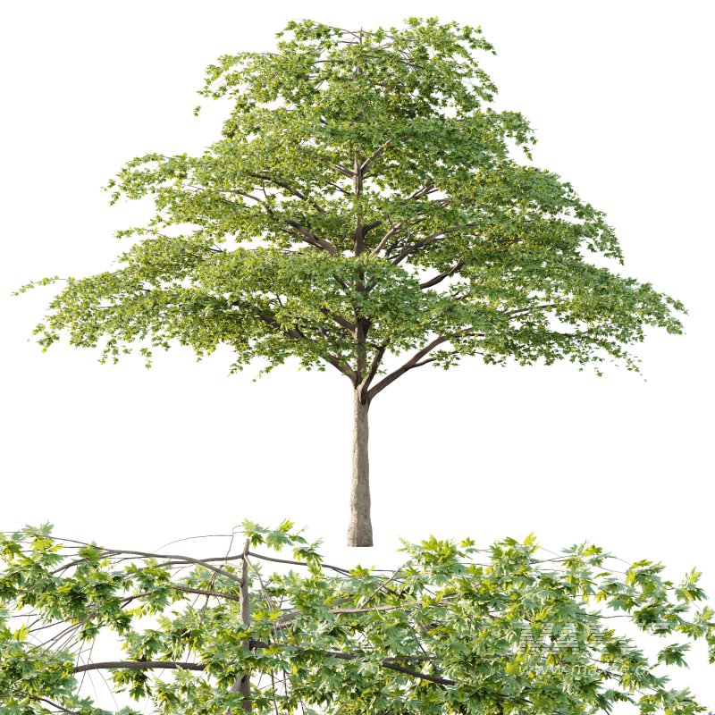 Acer Pseudoplatanus Tree 05 - Image 4