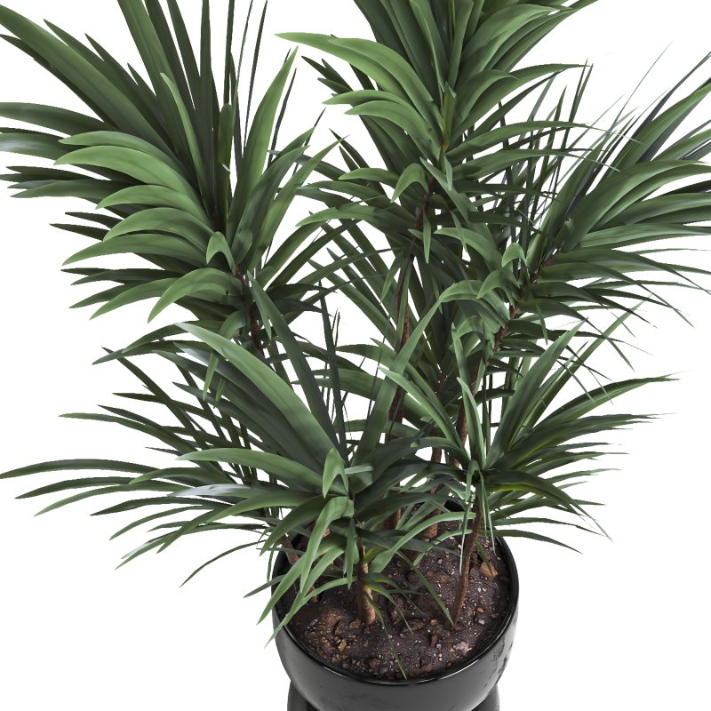 indoor plant 019 - Image 2