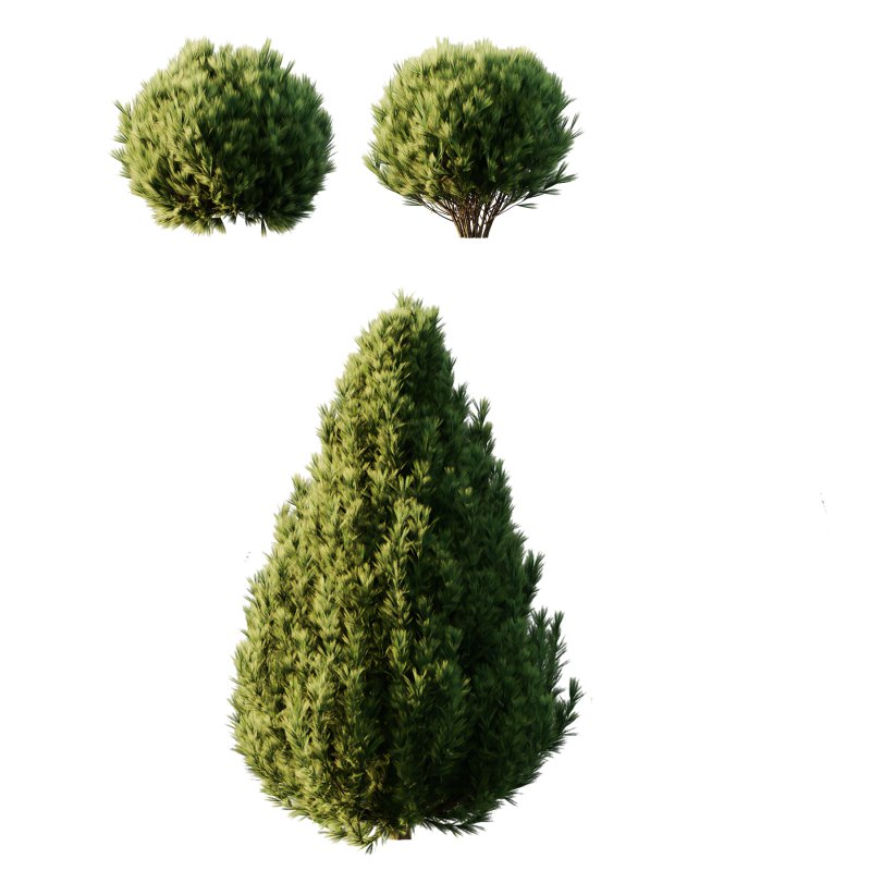 Pinus Mugo Bush0022 - Image 4