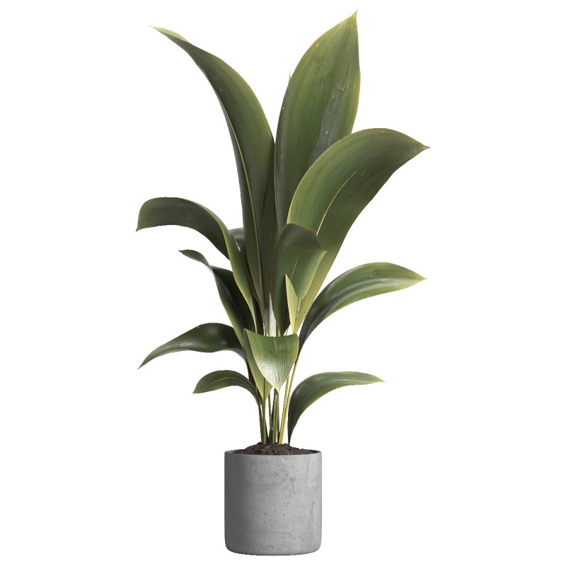 indoor plant 020 - Image 3