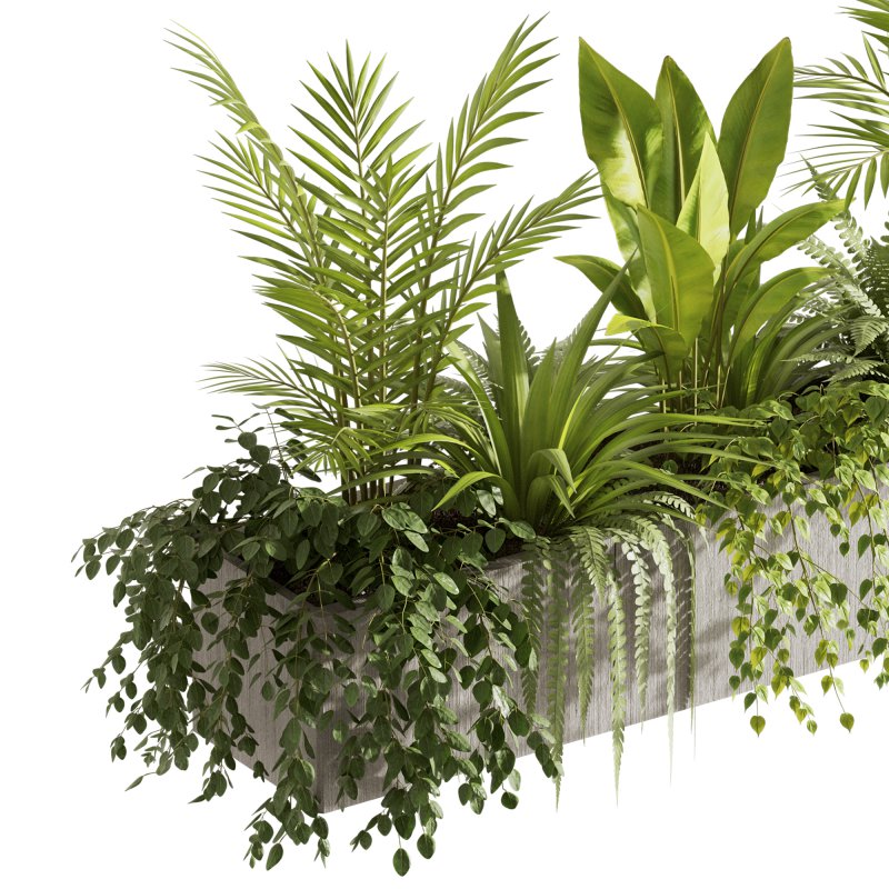 Indoor plants- Hanging Plants in Box- set177 - Image 3