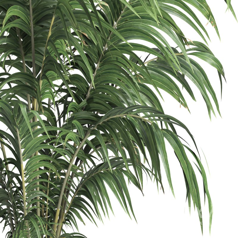 Indoor plant 013 - Image 4