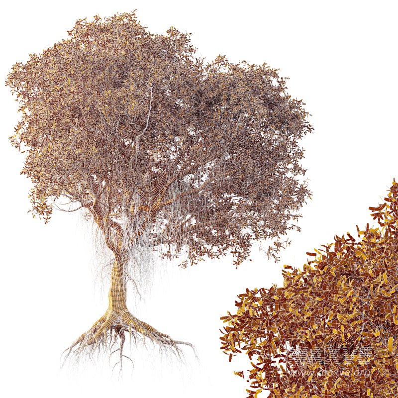 AV Plants Mangrove Gray Avicennia Marina - Image 3