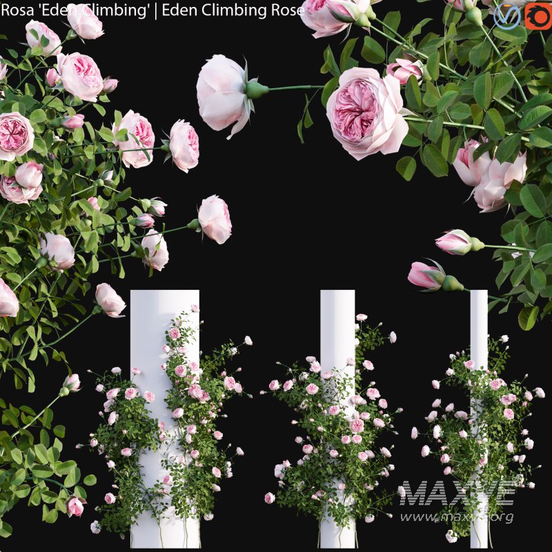 Rosa Eden Climbing – Eden Climbing Rose 02 - Image 1